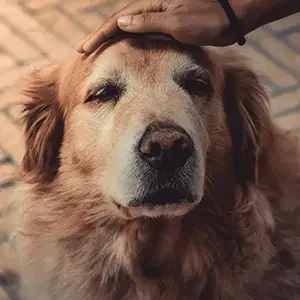 pexels-jnegrets-2123773-min