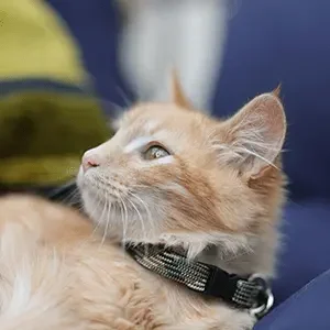 pexels-ludodelot-18243733-min