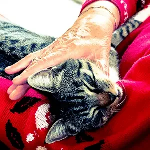 pexels-matthiaszomer-233220-min